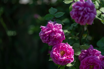Colorful Pink Red Yellow White Rose and Flowers