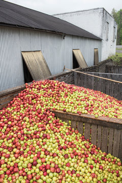 Apples outside a cider mill 