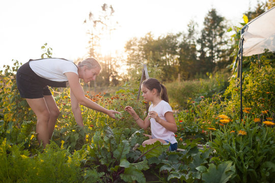 Mother and daughter harvesting vegetables in garden