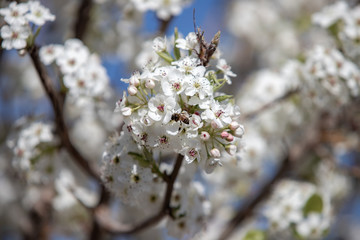 Spring flowers and blossoms with bees pollinating