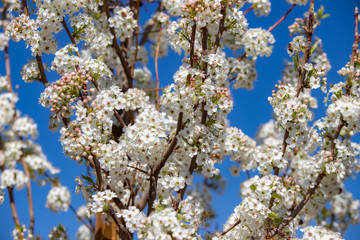 Spring flowers and blossoms with bees pollinating