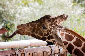 Giraffe Tongue Reaches for Hand Held Greens, lovely bokeh background. 