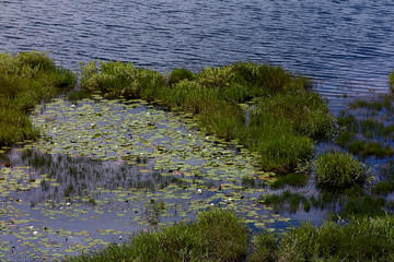 Lilly Pads at the River