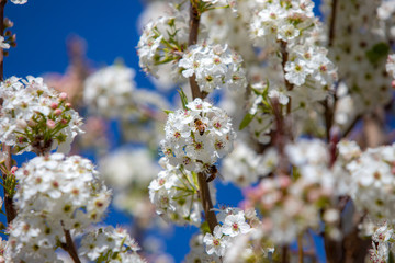 Spring flowers and blossoms with bees pollinating