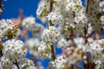 Spring flowers and blossoms with bees pollinating