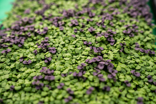 Microgreens at farmers market, Louisville, Colorado, USA