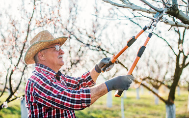 Orcharding. Senior man pruning tree with a shears in the orchard. Hobbies and leisure, agricultural concept