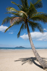 colorful blue bay with palm tree in the foreground at coast in australia