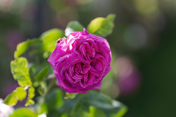 Colorful Pink Red Yellow White Rose and Flowers