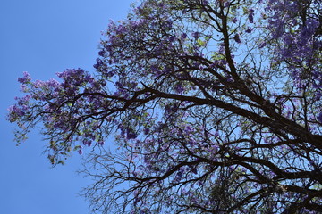 árbol de bugambilia morado con fondo de cielo azul