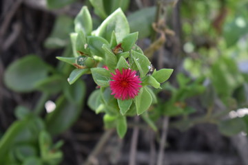 Close up de flor rosa con centro amarillo y hojas verdes