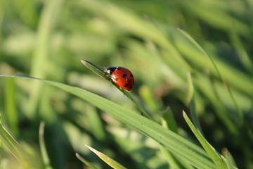 Obraz premium ladybug on a walk