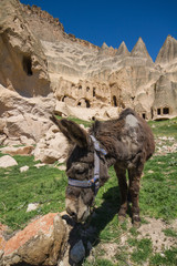 donkey in field cave houses of Cappadocia Goreme Turkey
