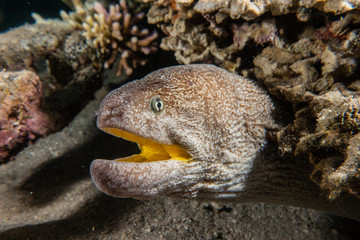 Moray eel Mooray lycodontis undulatus in the Red Sea, eilat israel