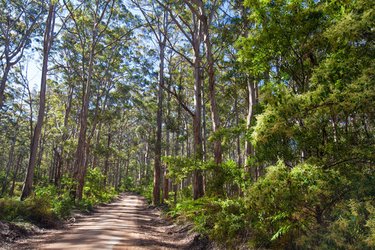 View of dirt road in the Karri forest