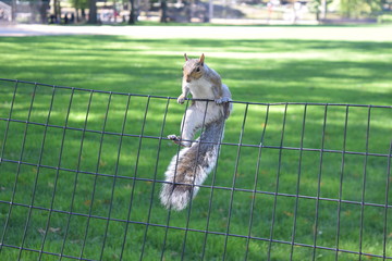Eichhoernchen im Central Park, NY