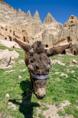 donkey in field cave houses of Cappadocia Goreme Turkey