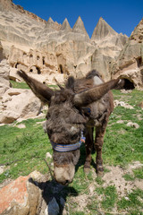 donkey in field cave houses of Cappadocia Goreme Turkey