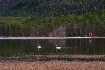 swans on a lake