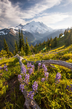 Wildflowers in Mount Ranier National Park
