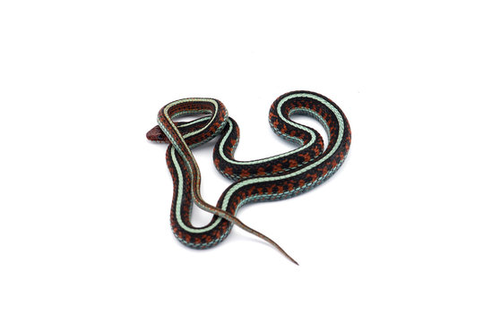 Eastern Garter Snake isolated on white background