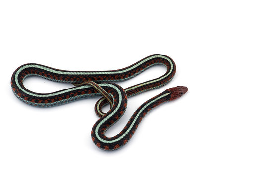 Eastern Garter Snake isolated on white background
