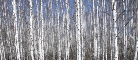 Obraz premium Birch tree trunks as springtime forest nature background 