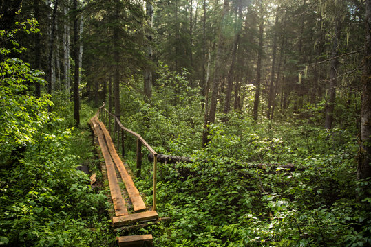 Boardwalk Through Forest, Gaspe, Quebec, Canada