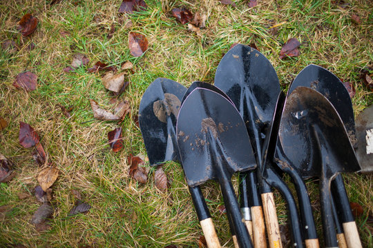 Shovels lying in grass