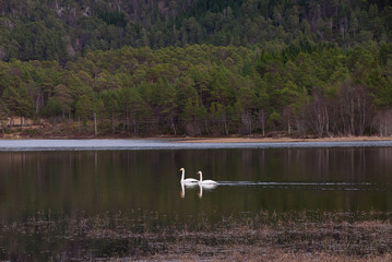 Naklejka na ściany i meble swan couple on a lake