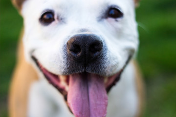 Obraz premium Dog having a big smile