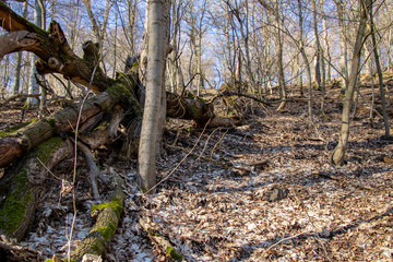 Town Thale, Harz with the tourist attractions Hexentanzplatz and Rosstrappe with wonderful hiking trails through forests with mossy trees