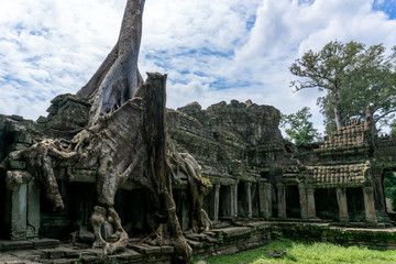ta prohm temple in angkor cambodia
