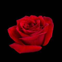 Dark red rose