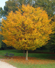tree in autumn with the big-headed hair