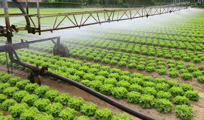 automatic irrigation system of a lettuce field