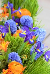 Purple xiphium irises (bulbous irises, sibirica) among green and orange grass. and purple flowers