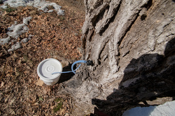 maple tree sap tap from above