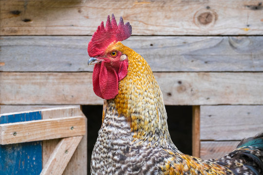 Close up of Bielefelder breed rooster on farm