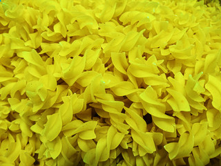 tekstura surowego makaronu jako spożywcze makro- tło do grafik