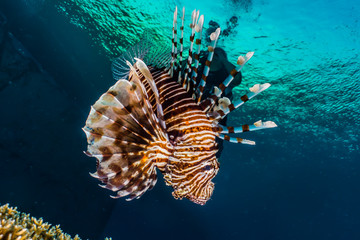 Lion fish in the Red Sea colorful fish, Eilat Israel