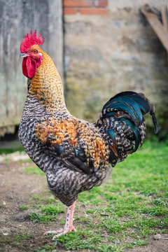 Rooster, male chicken on free range poultry farm.