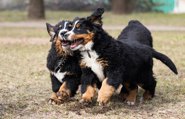 Bernese Mountain Dog puppies for a walk