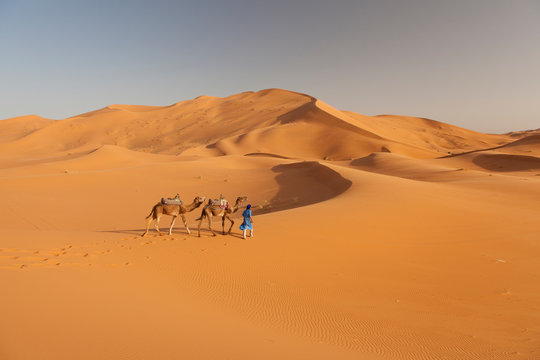 Man with camels in Sahara desert, Erg Chebbi, Merzouga Morocco