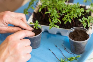 Hands transplant seedlings growing, plants in plastic pots with soil