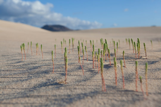 Green small plant coming out from the sand