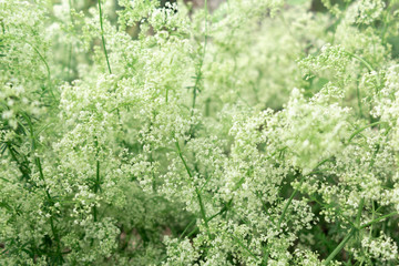Lush small white flowers - floral background, texture