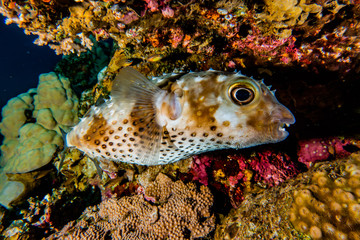 Diodon fish in the Red Sea Colorful and beautiful, Eilat Israel