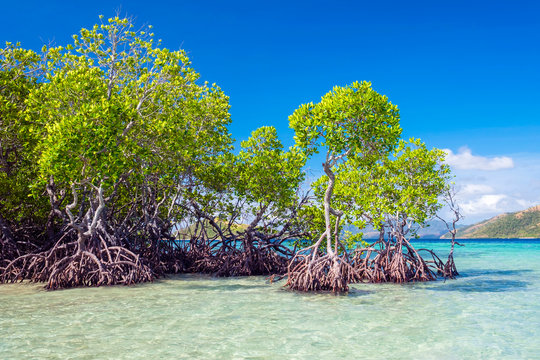 Mangrove trees on CYC Island, Coron, Palawan, Philippines