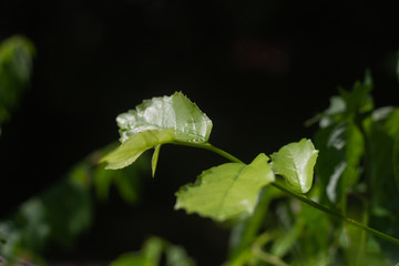 Closeup nature view of green tea lime leaves at plantation in garden on dark greenery background